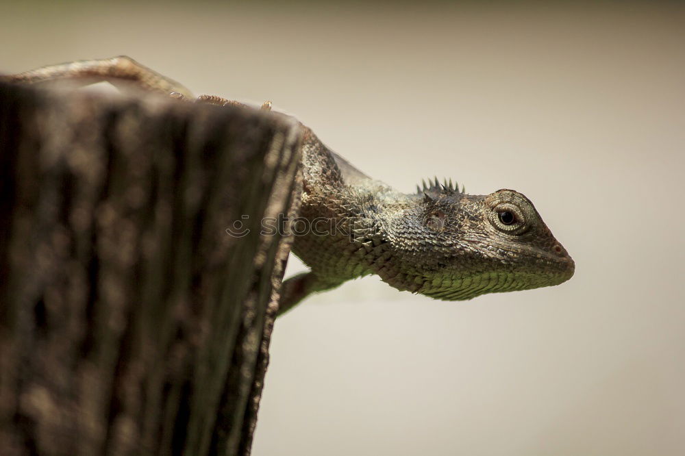 Similar – Gozilla Lizards Animal