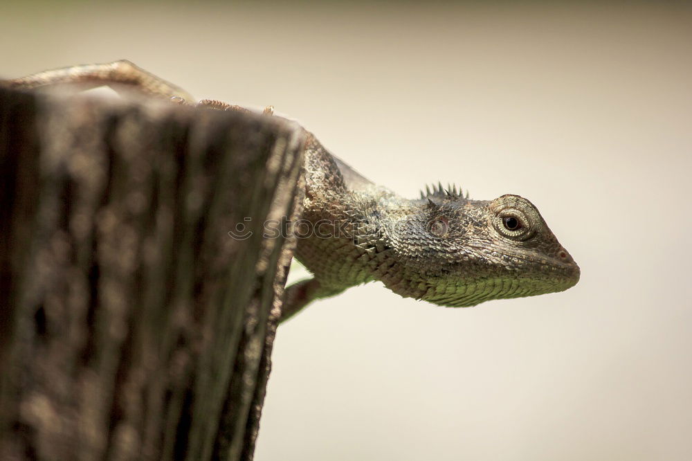 Similar – Image, Stock Photo macro shot of european nose horned viper