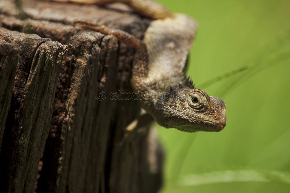 Image, Stock Photo caterpillar insatiable