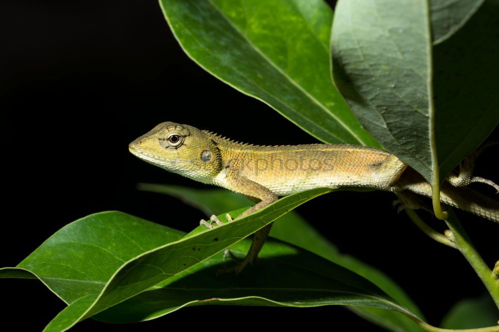 ***Guck*** Chameleon