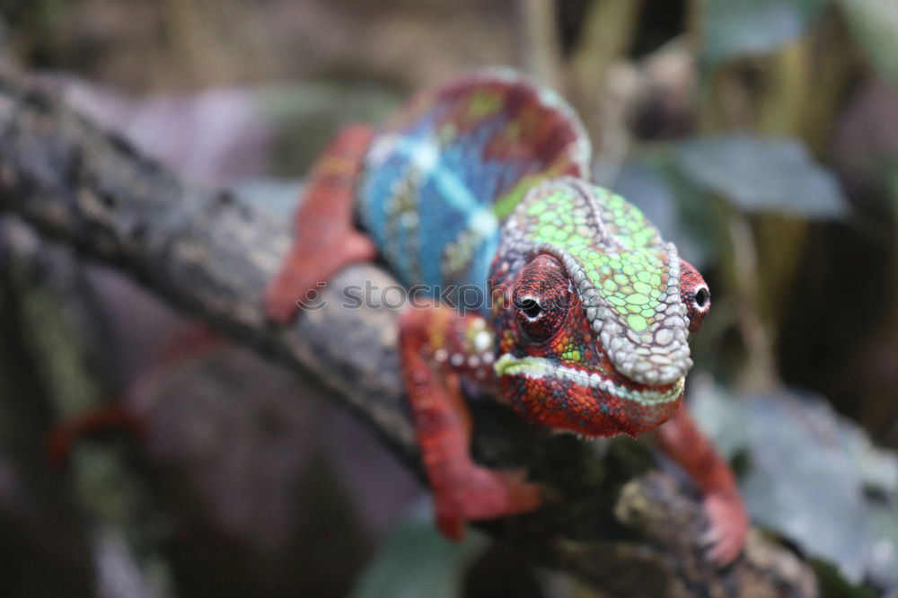 Similar – Image, Stock Photo chameleon. Zoo 1 Animal