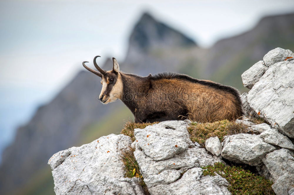 Similar – Der Bock. Schweiz Tier