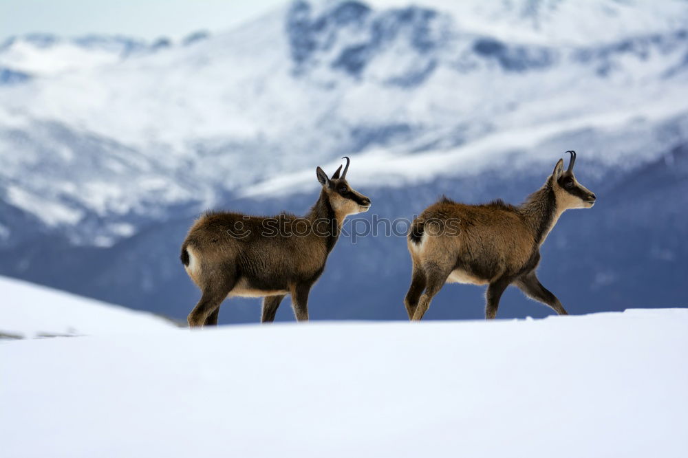 Similar – Boars pasturing between trees and snow