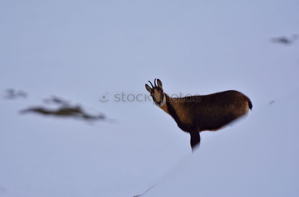 Similar – Image, Stock Photo flight thoughts