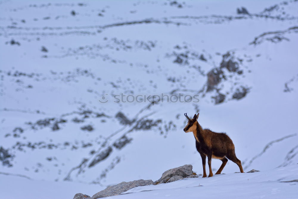 Similar – Image, Stock Photo Guanaco Animal 1 Brown