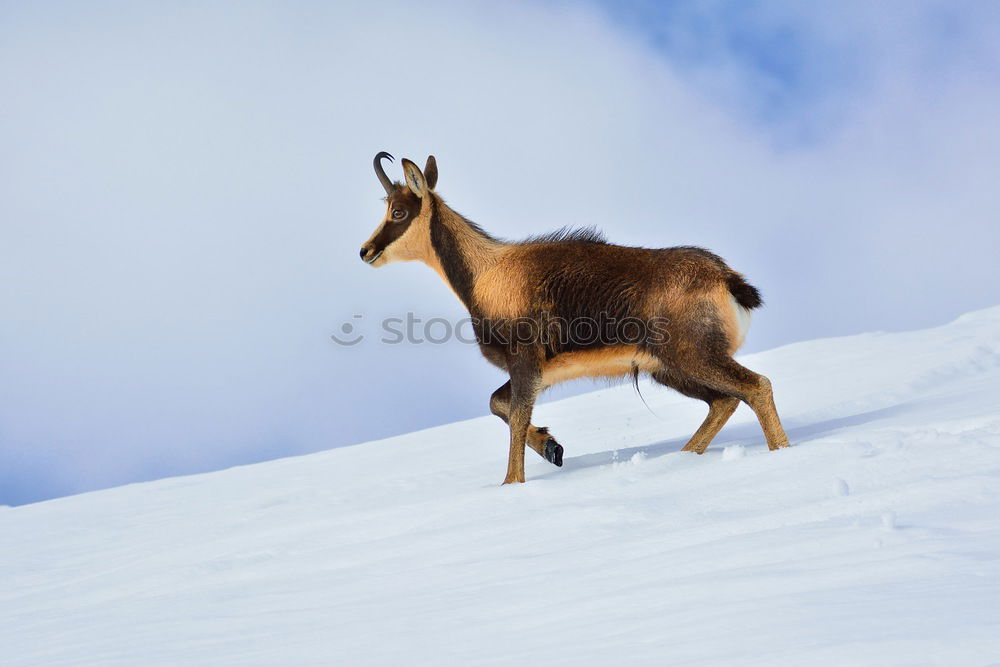 Similar – Image, Stock Photo Iceland pony Horse Pony