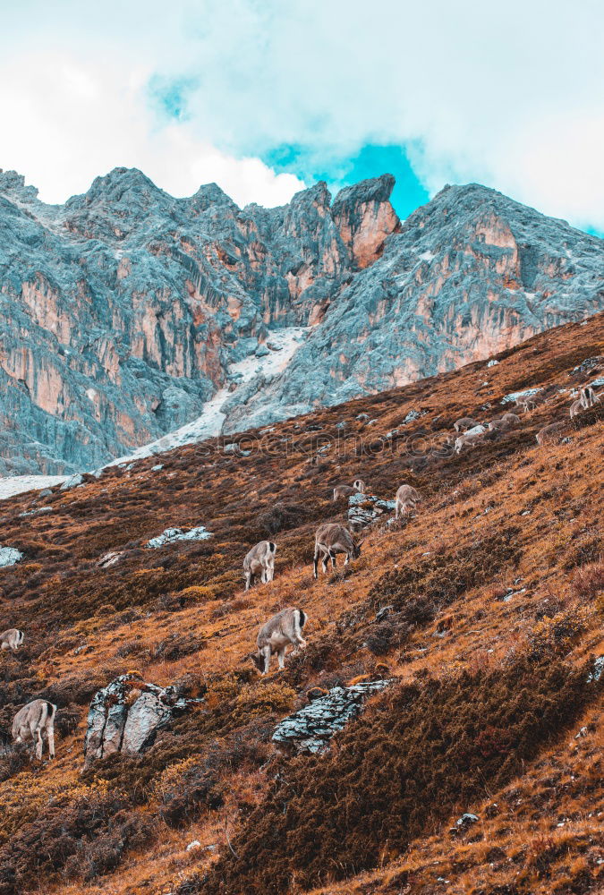 Similar – A photographer takes a picture of the view on Isle of Skye II