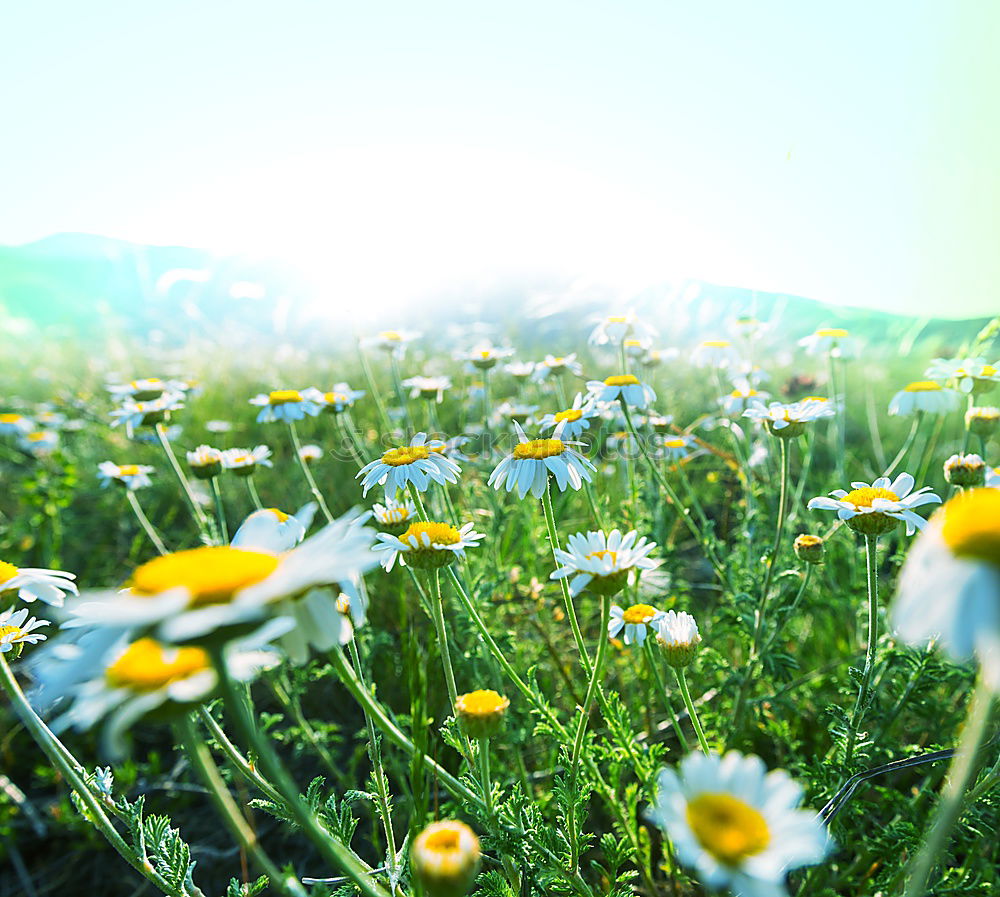 Similar – Foto Bild sommer vorm balkon Natur