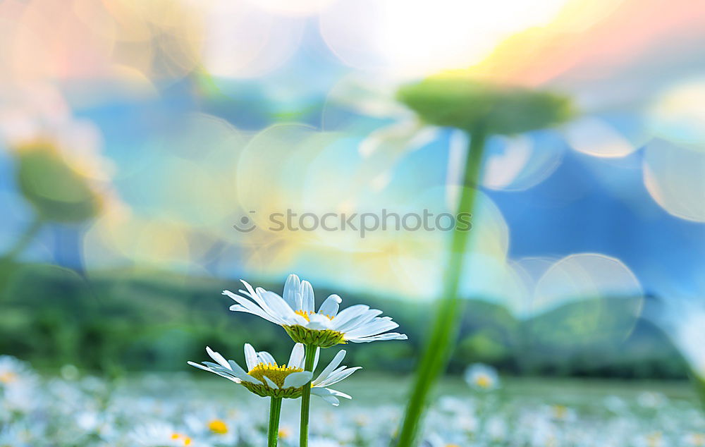 Similar – Kuck-kucks aus dem Frühling