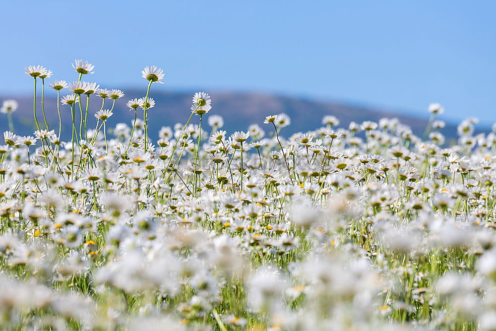 Similar – back to summer! Plant