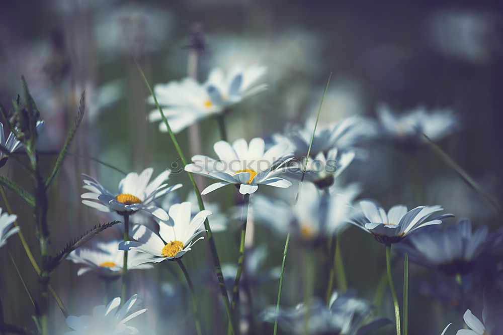 Similar – Image, Stock Photo everyone’s flower Plant