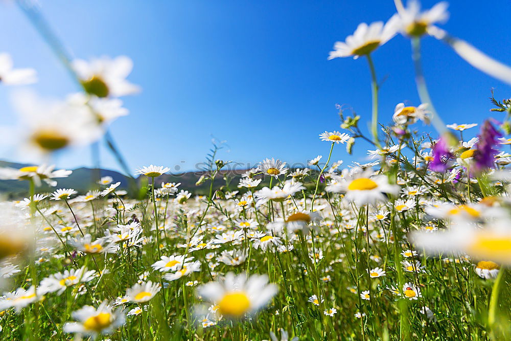 Similar – Image, Stock Photo Mountain summer meadow