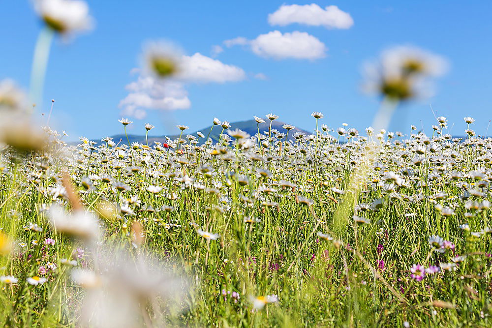 Similar – Image, Stock Photo Mountain summer meadow