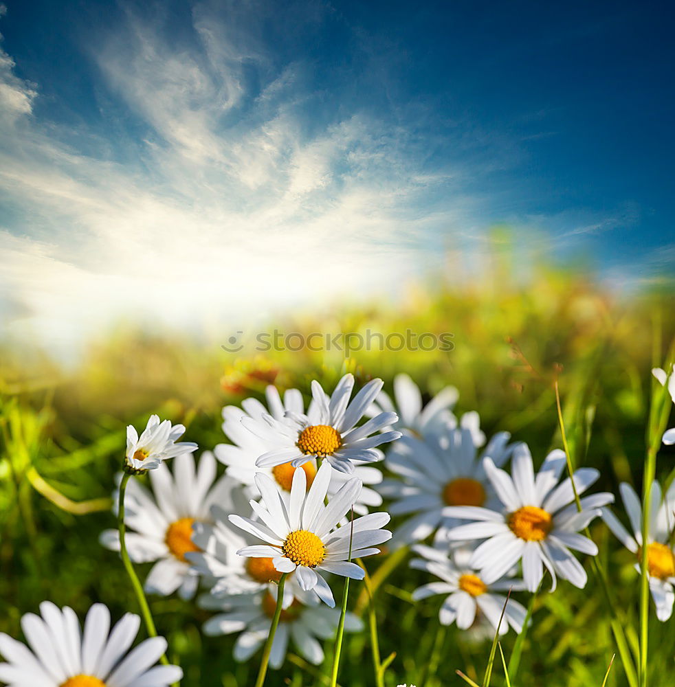 Sommergefühle Blume Blüte