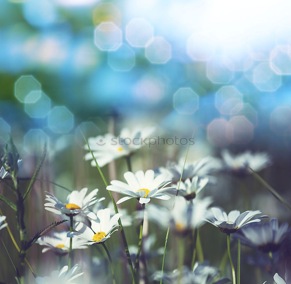 Similar – Foto Bild Gelbe Blumen im Garten oder Park am Himmel Hintergrund