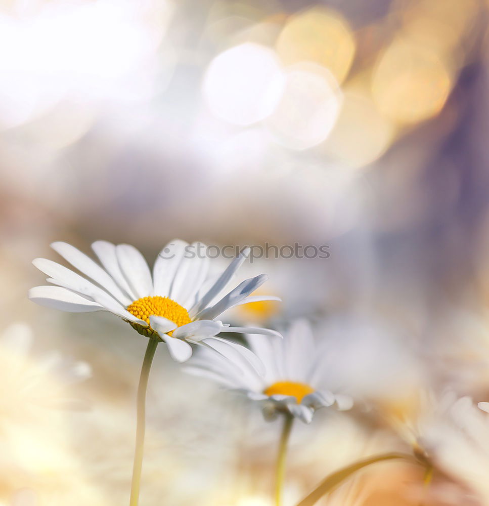 Similar – Image, Stock Photo tulips Flower Tulip