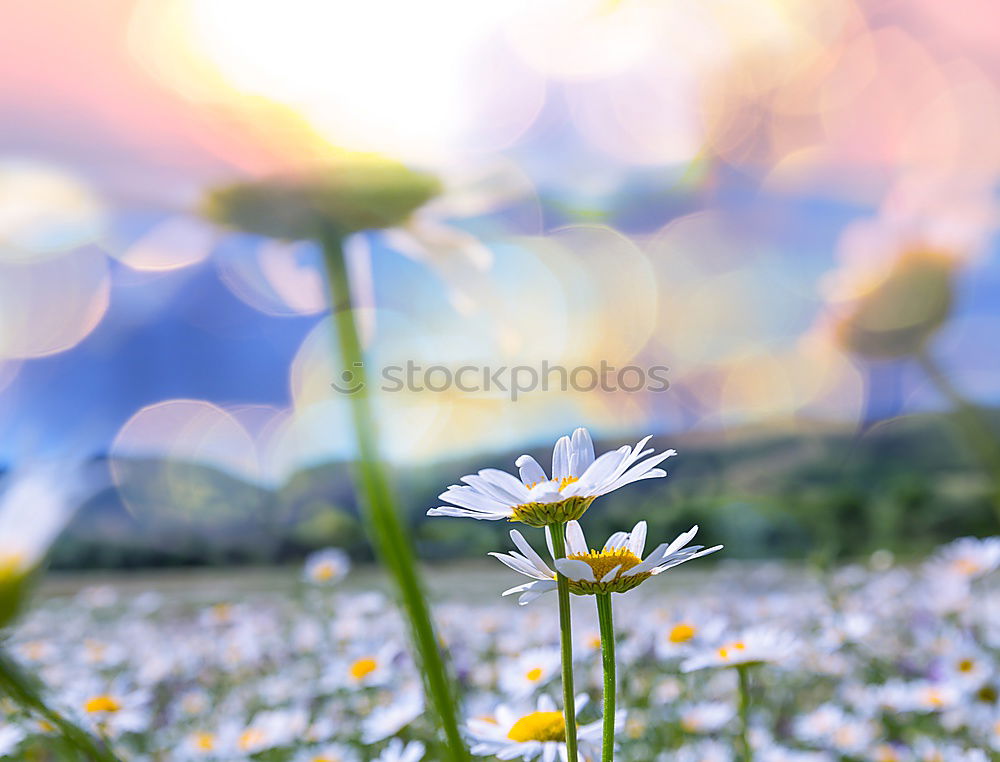 Similar – Image, Stock Photo clematis Flower Blossom