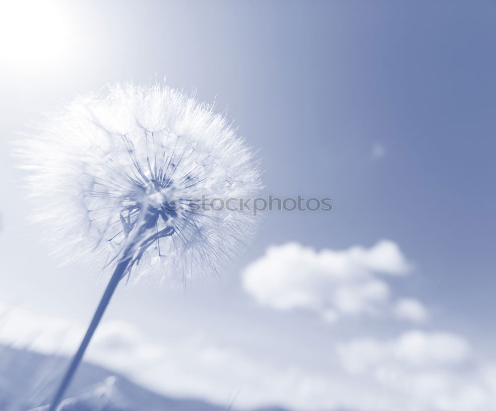 Similar – Ladybird view in IR