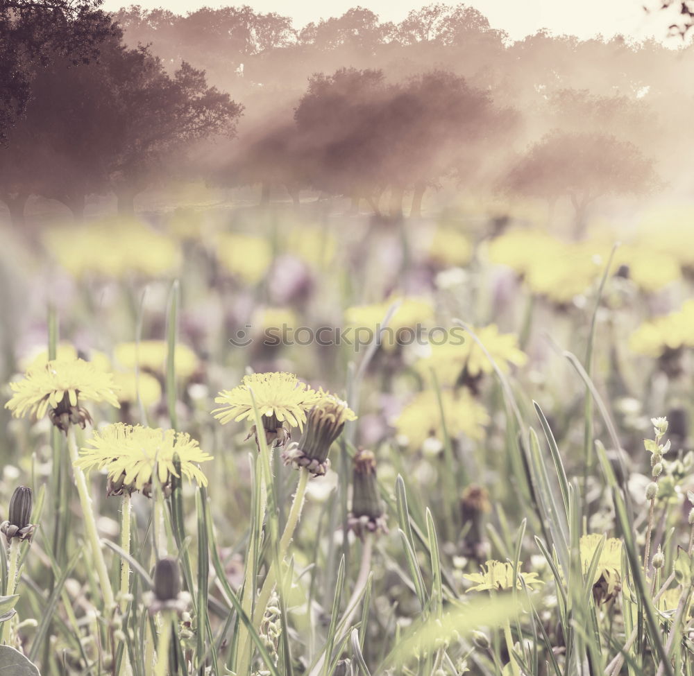 Similar – Image, Stock Photo Ants view Flower Sky