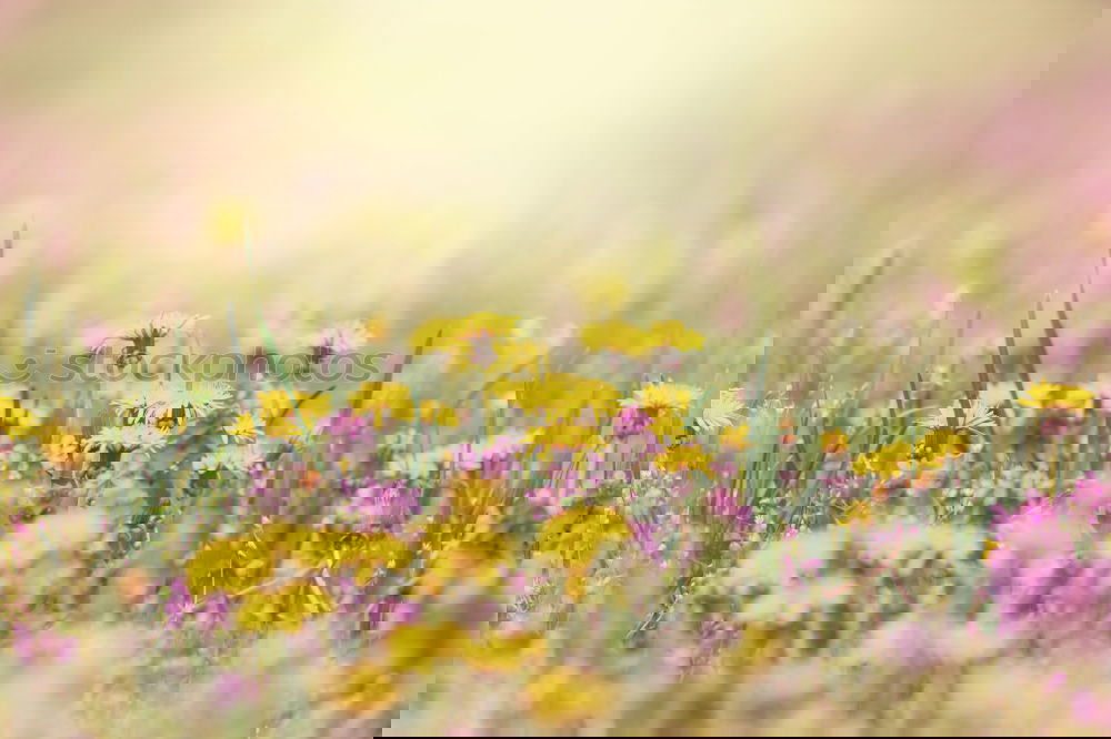 Similar – Image, Stock Photo Spring meadow II