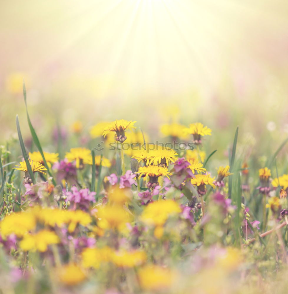 Similar – Image, Stock Photo Sea of flowers at the lake