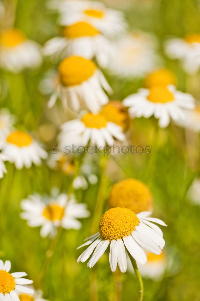 Similar – Foto Bild Blumenmeer am See Natur