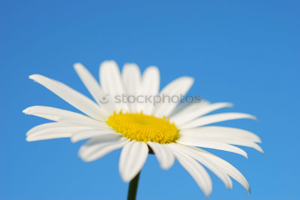 Similar – Image, Stock Photo Zipper Daisy Flower