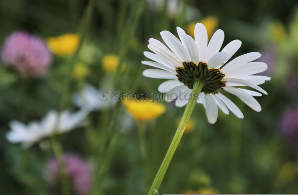 Similar – plant in the morning light at the mountain