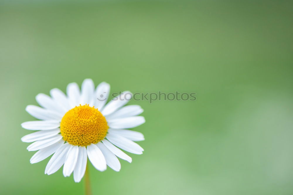 Similar – Image, Stock Photo Taraxacum Blossom Flower