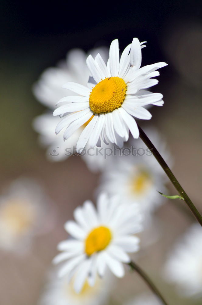 Similar – chamomile Chamomile Plant