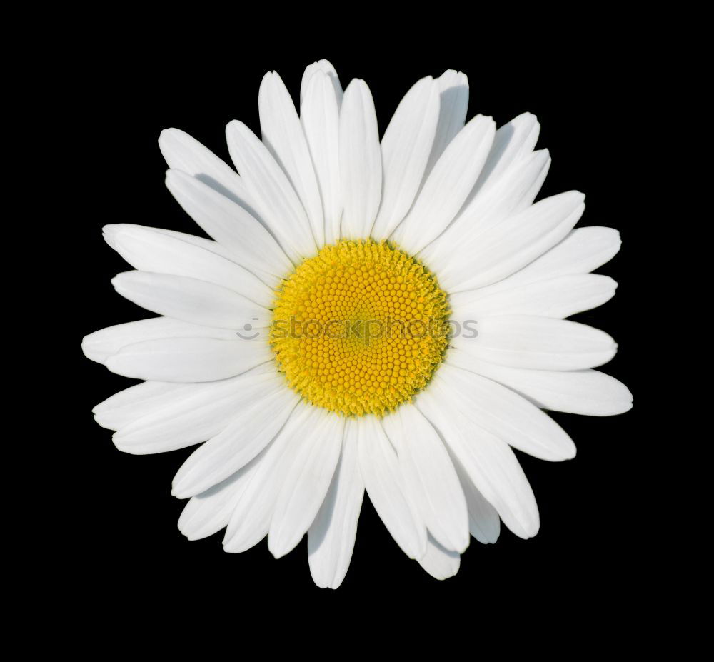 Similar – daisy Gänseblümchen Blume