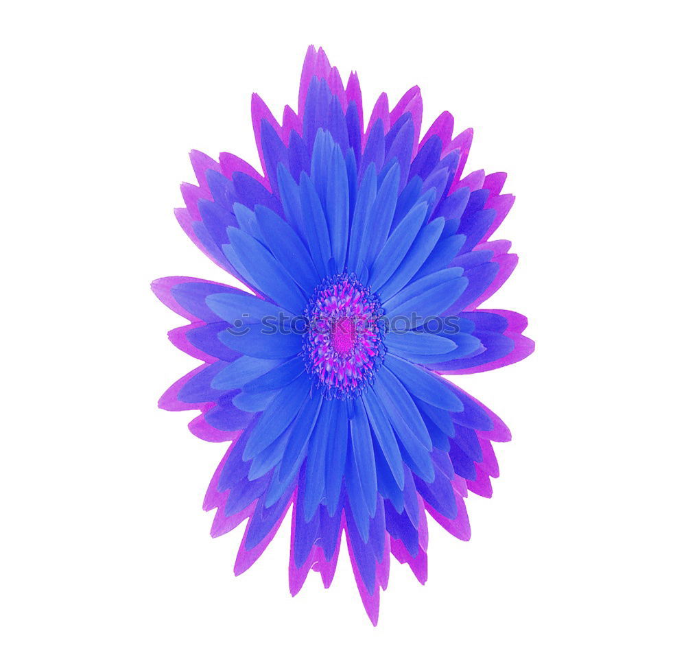 Similar – Image, Stock Photo cornflower Cornflower