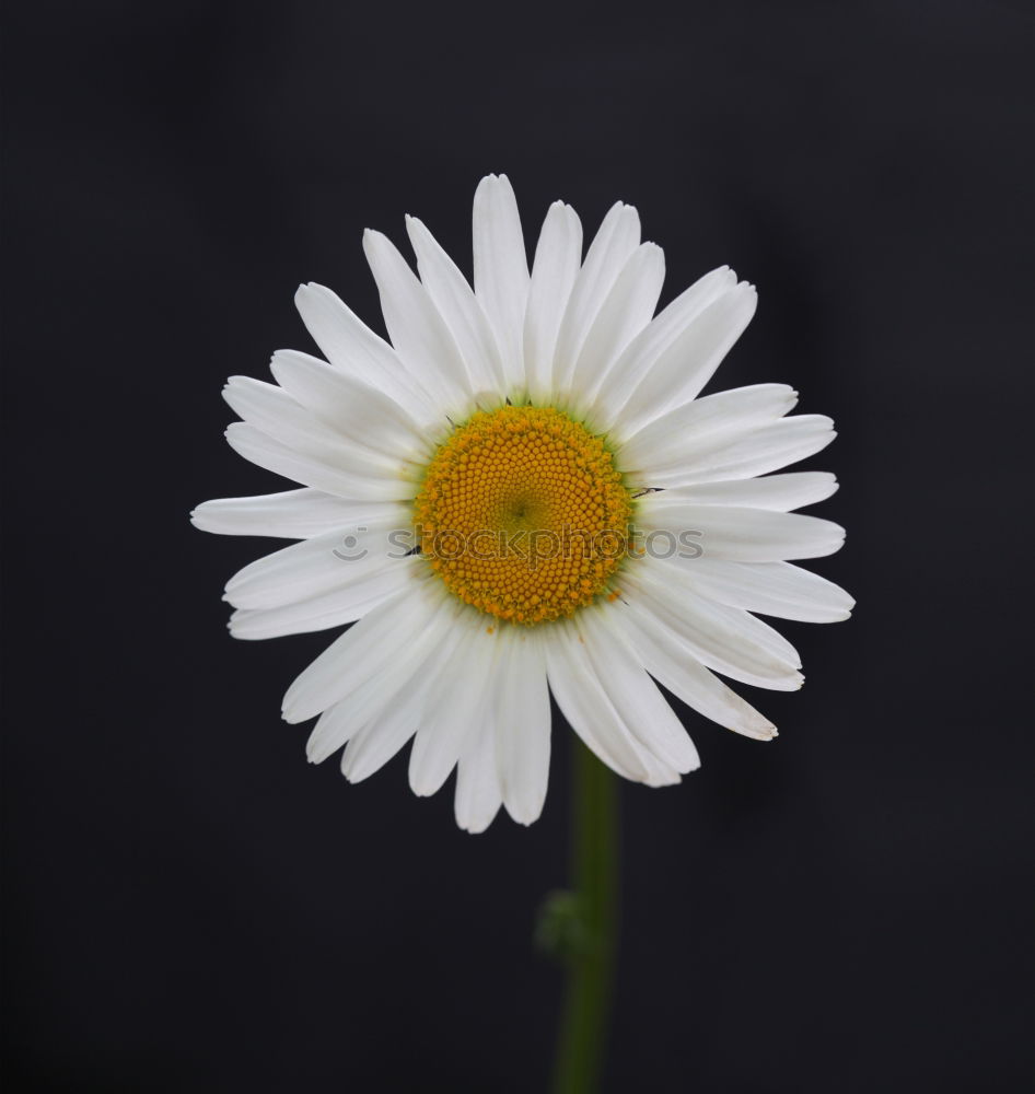 Similar – Ich bin ein Gänseblümchen