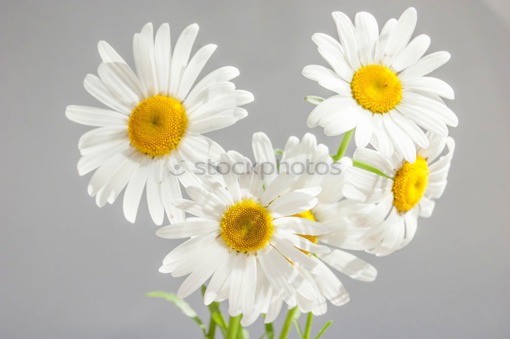 Similar – Image, Stock Photo Blue white striped zebra primroses