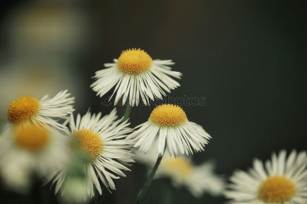 Similar – Image, Stock Photo everyone’s flower Plant