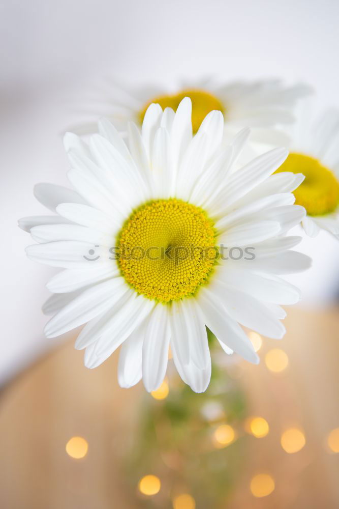 Similar – Image, Stock Photo daisy on mother’s day