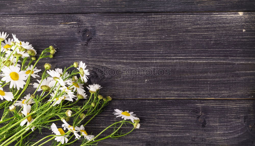 Similar – Image, Stock Photo fresh herbs and flowers in a metal bowl on a wooden table