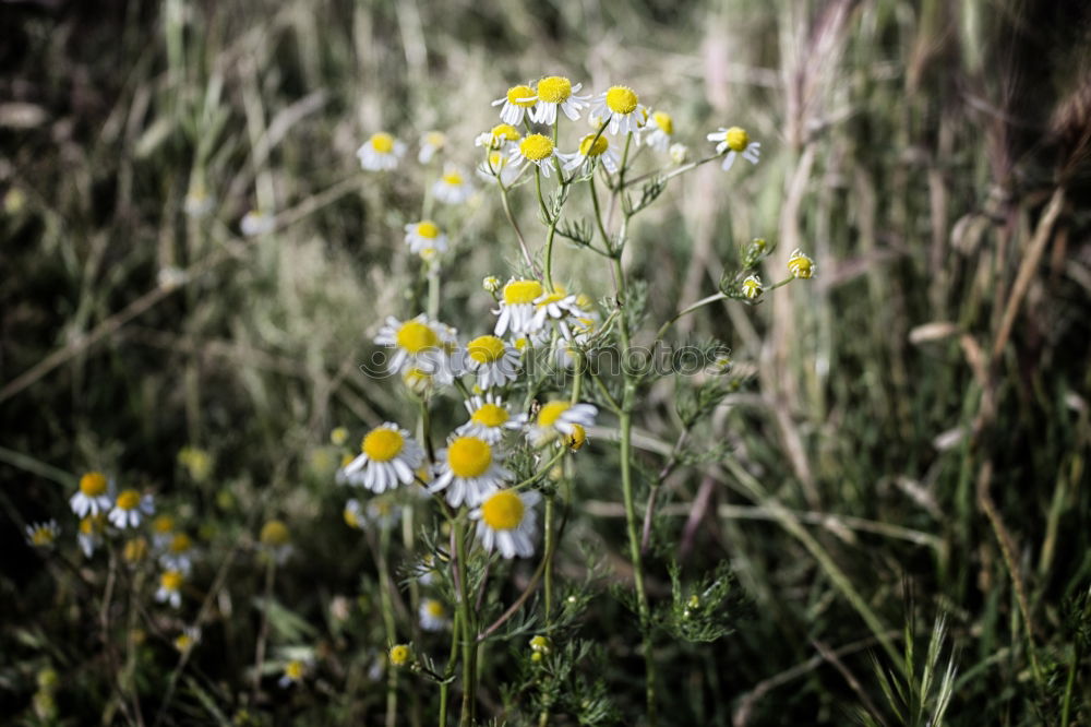 Similar – flowering heather bushes in a barren environment