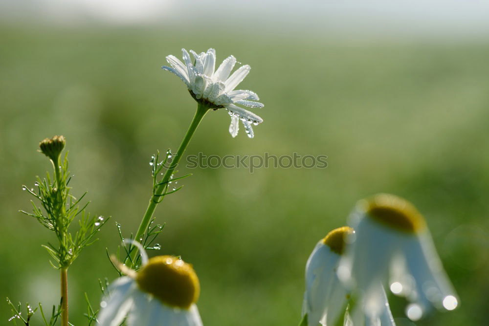 Similar – Foto Bild Biene und Blume Sommer