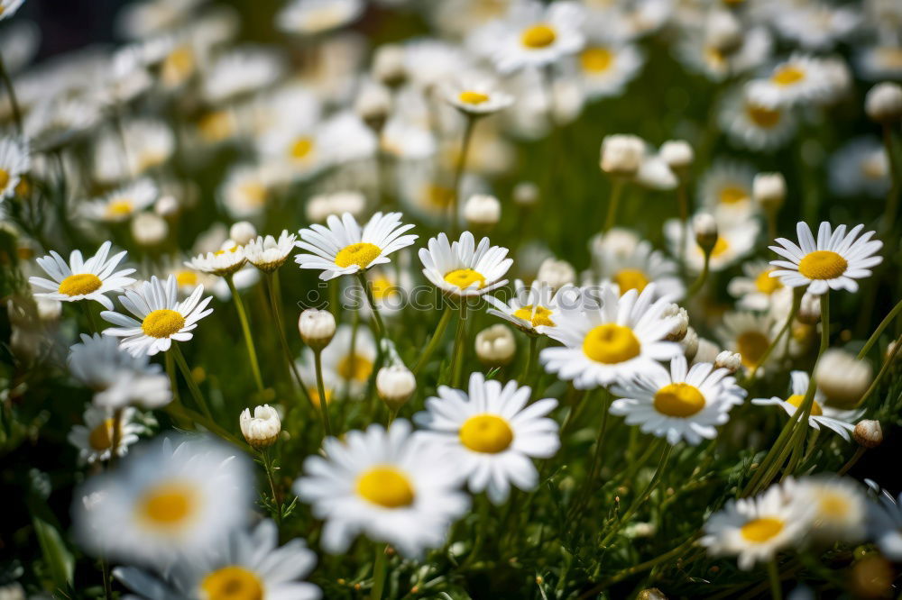 Similar – Blümchenfotografie 1 Wiese