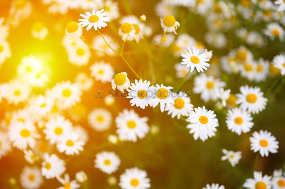 Similar – Foto Bild Blumenmeer am See Natur