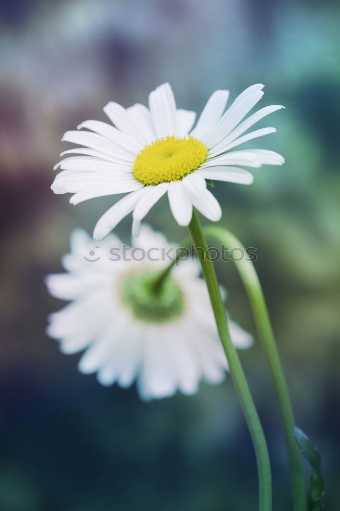 Similar – Image, Stock Photo kamill 3 Summer Nature