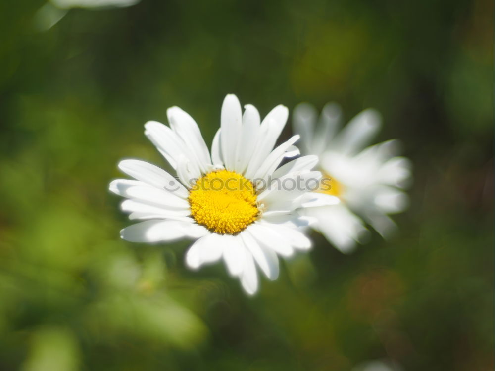 Similar – Gänseblume Gänseblümchen