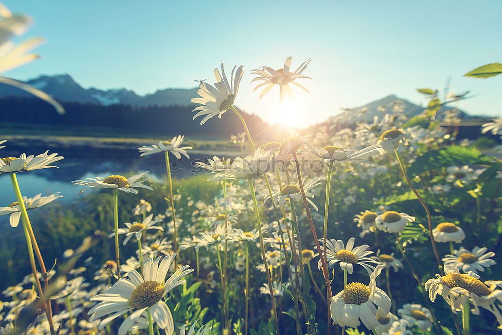 Foto Bild Tirol Natur Landschaft