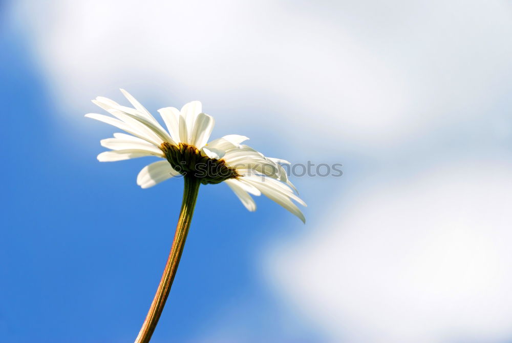 Similar – Margeritenblüte vor blauem Himmel