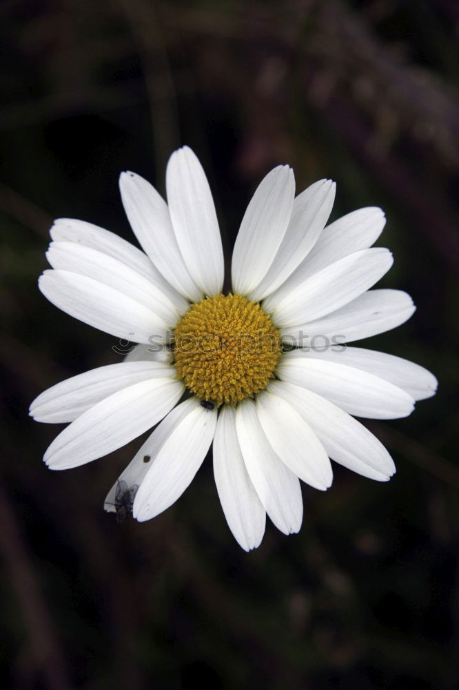 Similar – daisies Colour photo