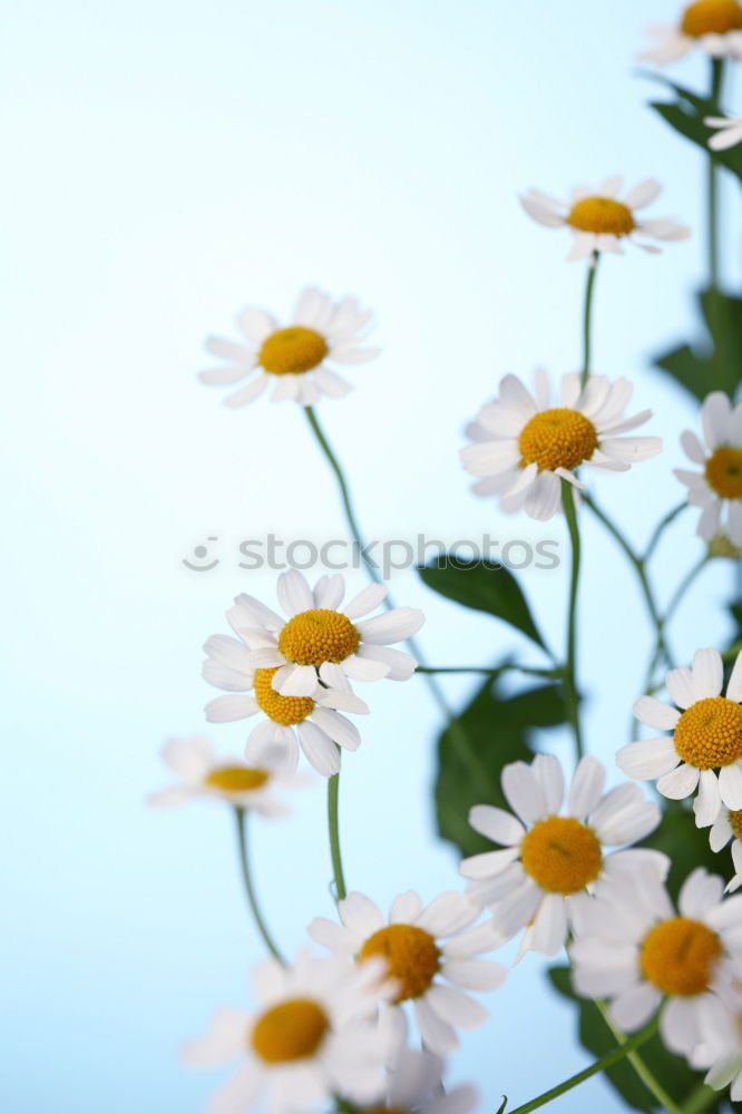 Similar – Mauerblümchen Blume Blüte