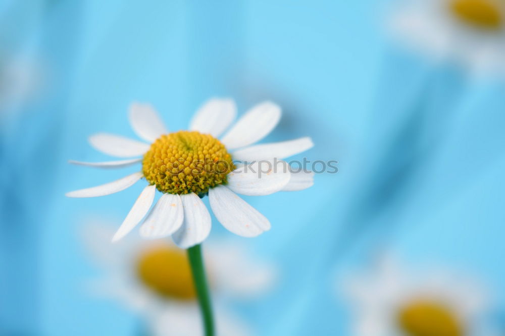 Similar – Image, Stock Photo kamill 3 Summer Nature