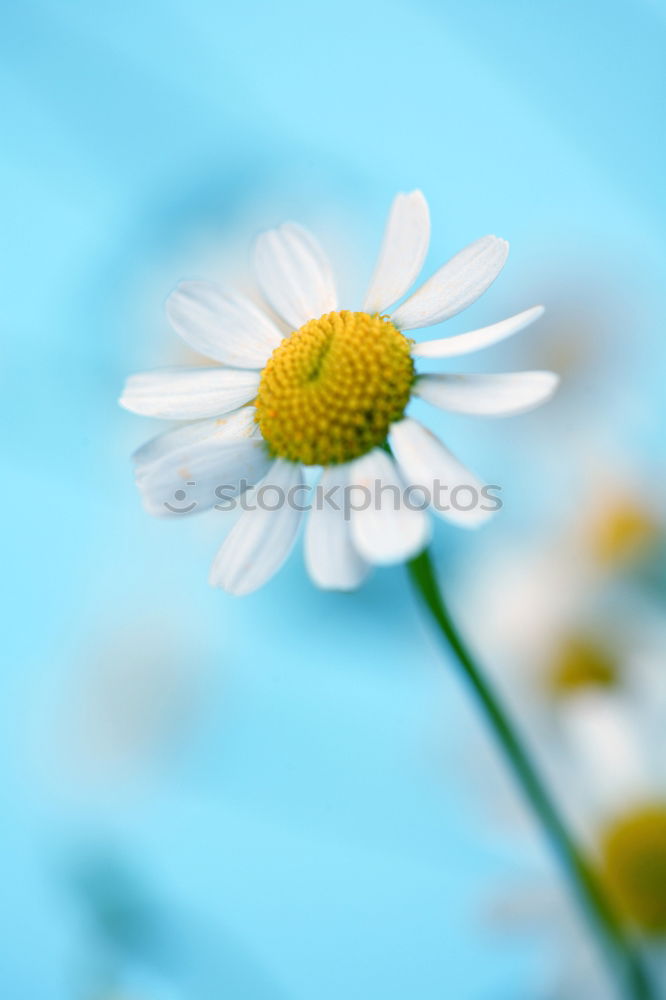 Similar – Image, Stock Photo Fancy spring? Flower