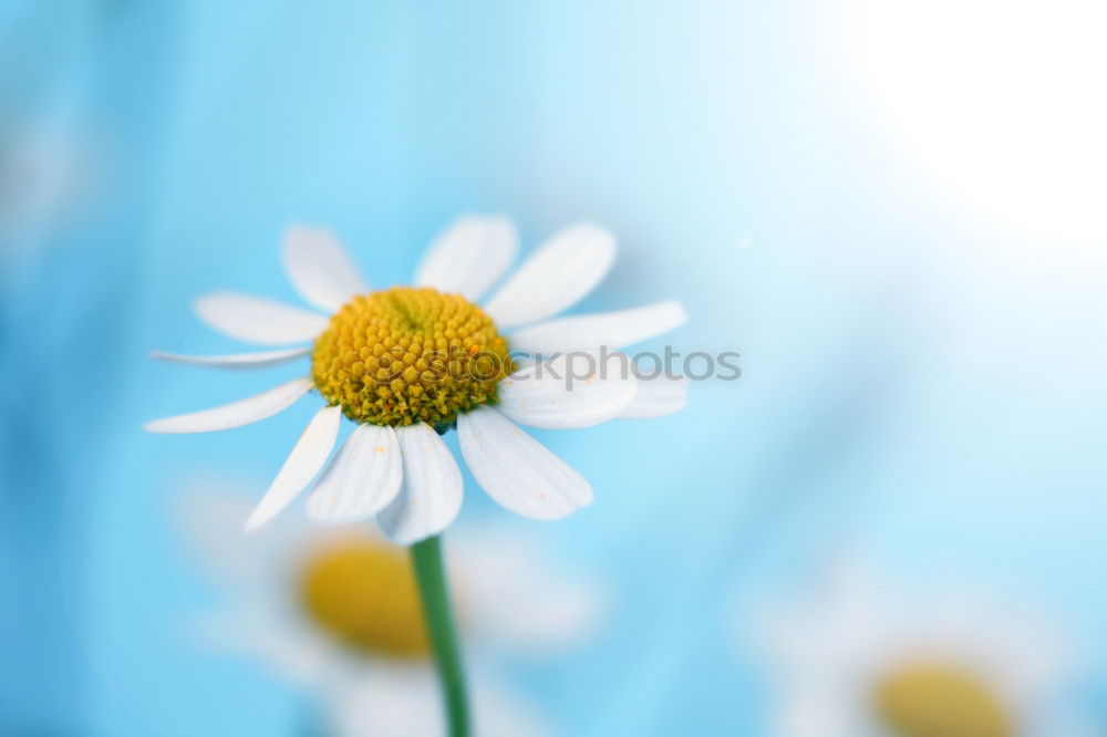 Similar – Image, Stock Photo Spring flowers on turquoise blue background